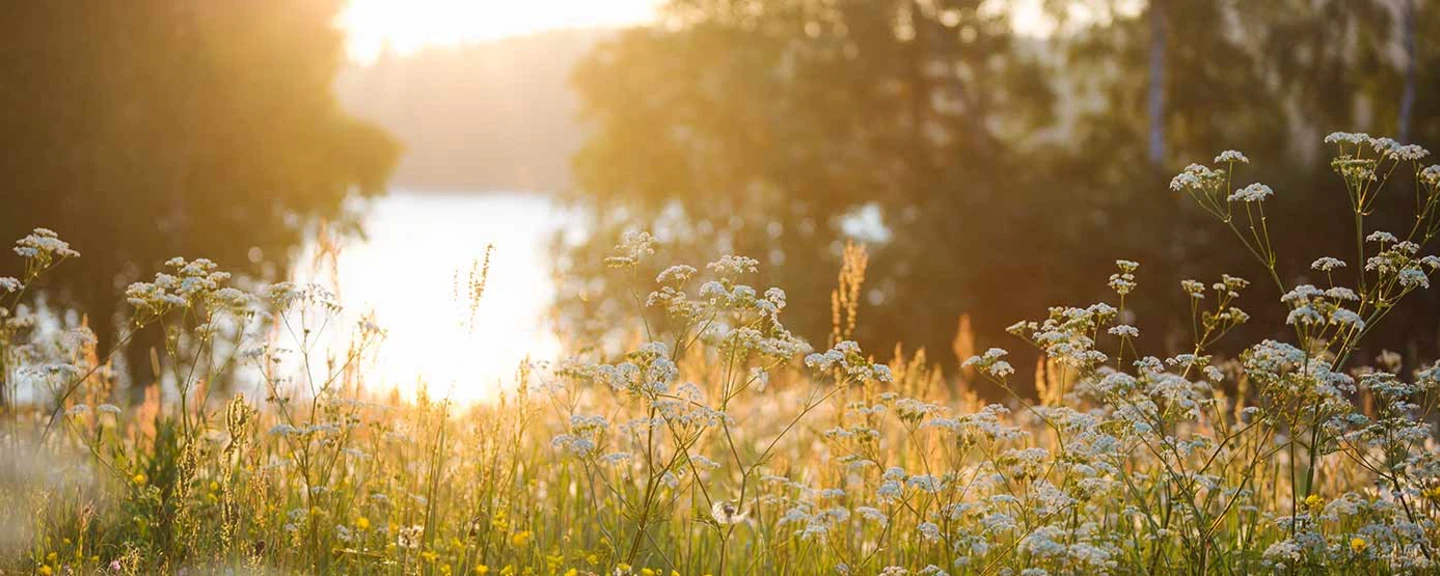 kukkaketo auringonlaskussa