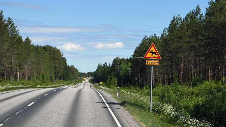 Maantie metsän keskellä hirvivaara liikennemerkki